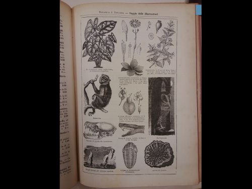Settembre 1888: alcune illustrazioni tratte dalla collana di storia naturale di Antonio Vallardi Editore.